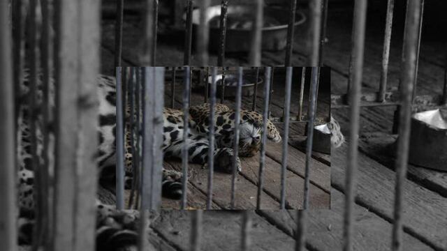 Circos podrán conservar y exhibir a animales
