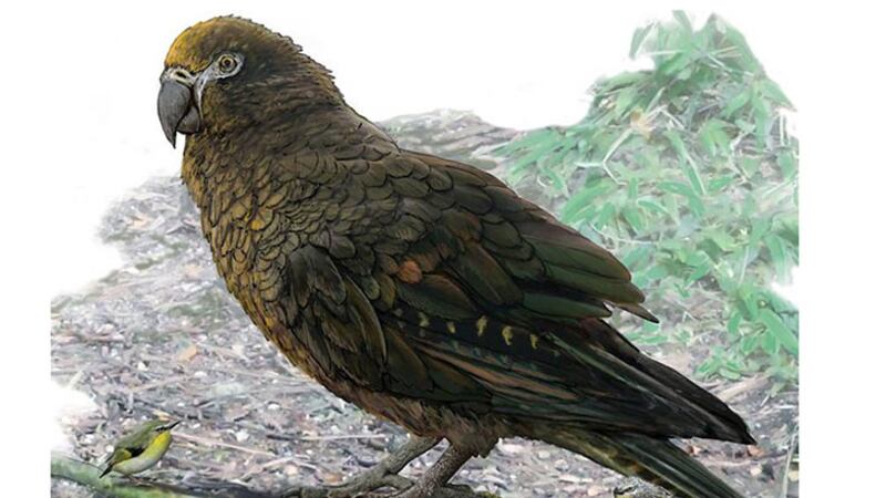 Hallan restos de otro loro gigante