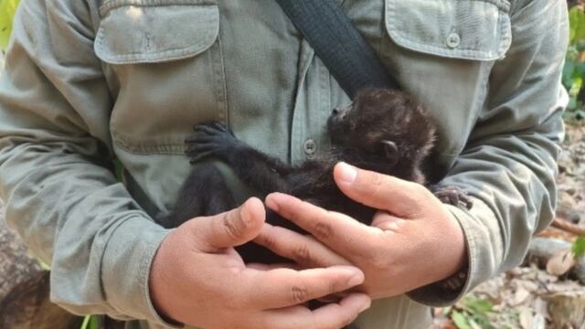 Más de 200 monos han muerto en el sureste de México