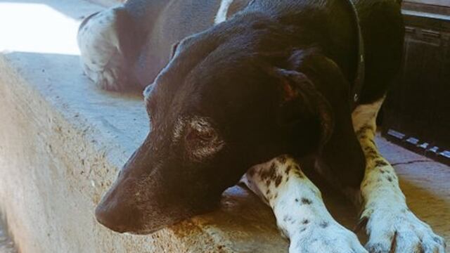 La historia de la perrita Federica