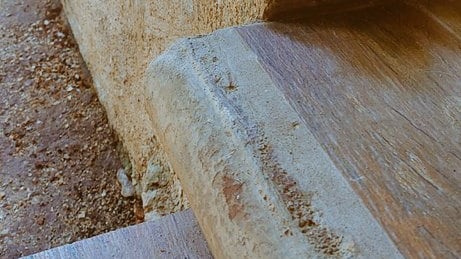 La conmovedora historia de la perrita Federica tras la muerte de su humana