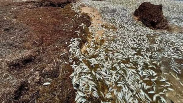 Aparecen peces muertos en Punta Caracol