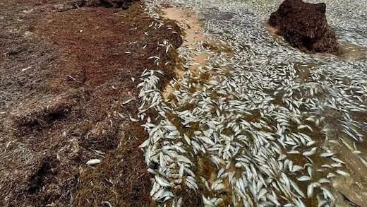 Puerto Morelos: aparecen peces muertos en Punta Caracol, zona afectada por sargazo