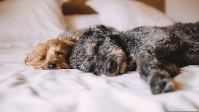 Perros dormidos