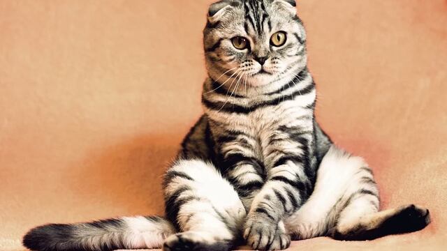 Gato