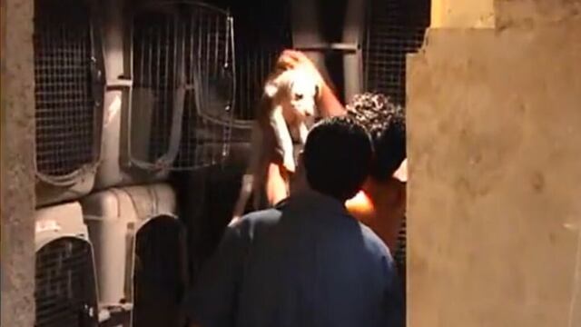 CDMX: Albergue animal de Narvarte es clausurado