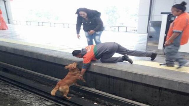 Muere perrito en Metro.