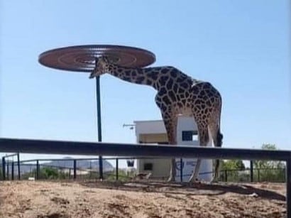Jirafa Benito sufre el extremo calor de Ciudad Juárez