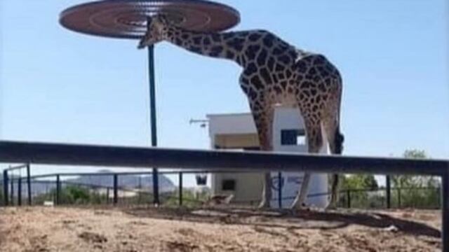 Jirafa Benito sufre el extremo calor de Ciudad Juárez