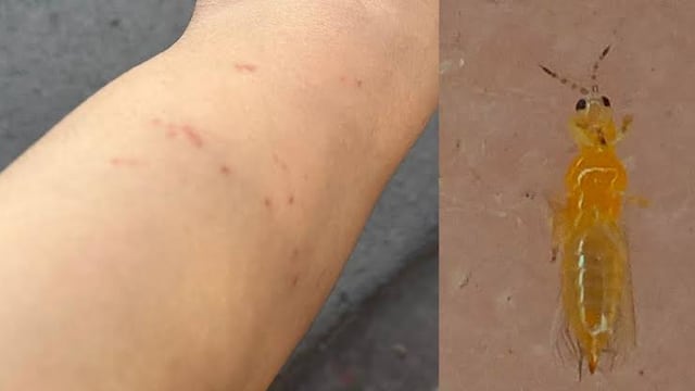 Hay alerta en Monterrey por mosquitos jejenes