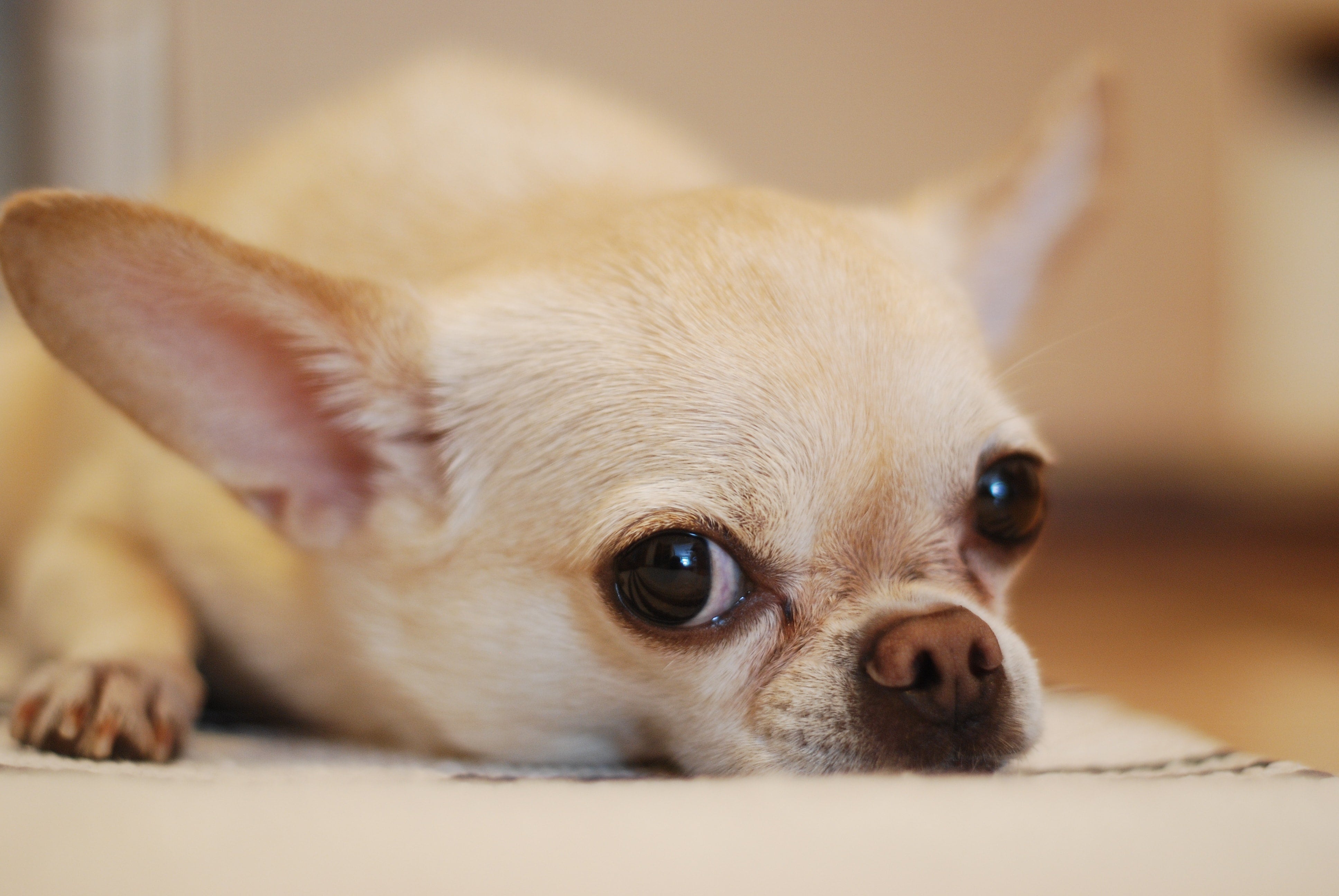 Perro chihuahua
