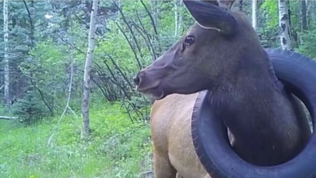 Alce con llanta en el cuello