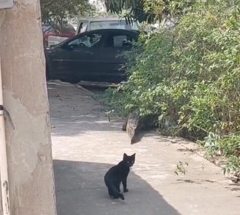 cocodrilo en Tamaulipas