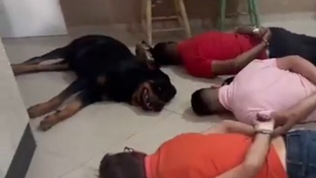 Perro se rinde junto a sus dueños