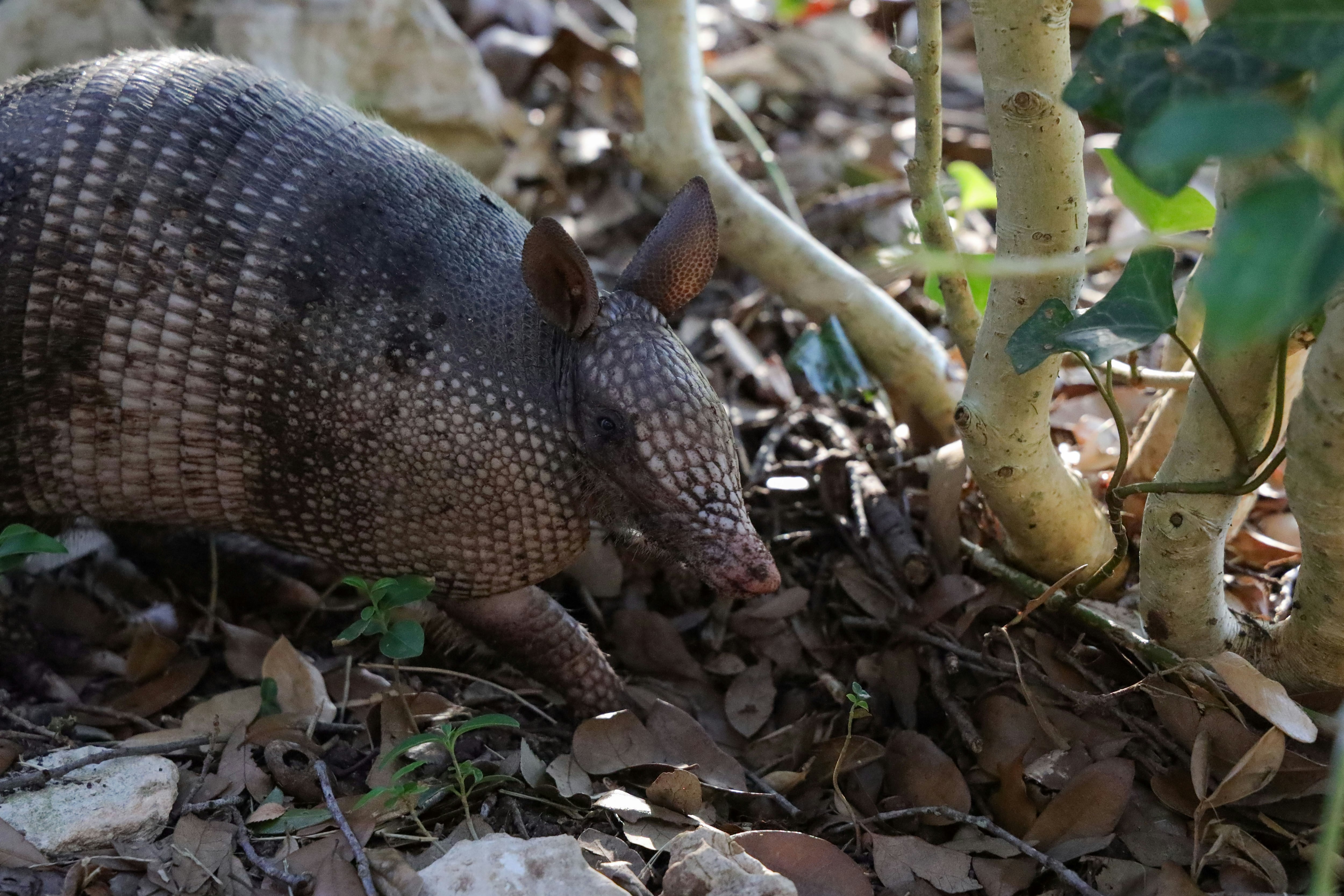 Este 13 de agosto es el Día Internacional del Armadillo