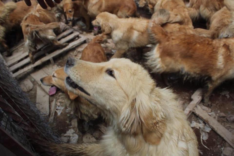 Demandan a Luz Elena Chávez por daño moral en caso perritos Golden