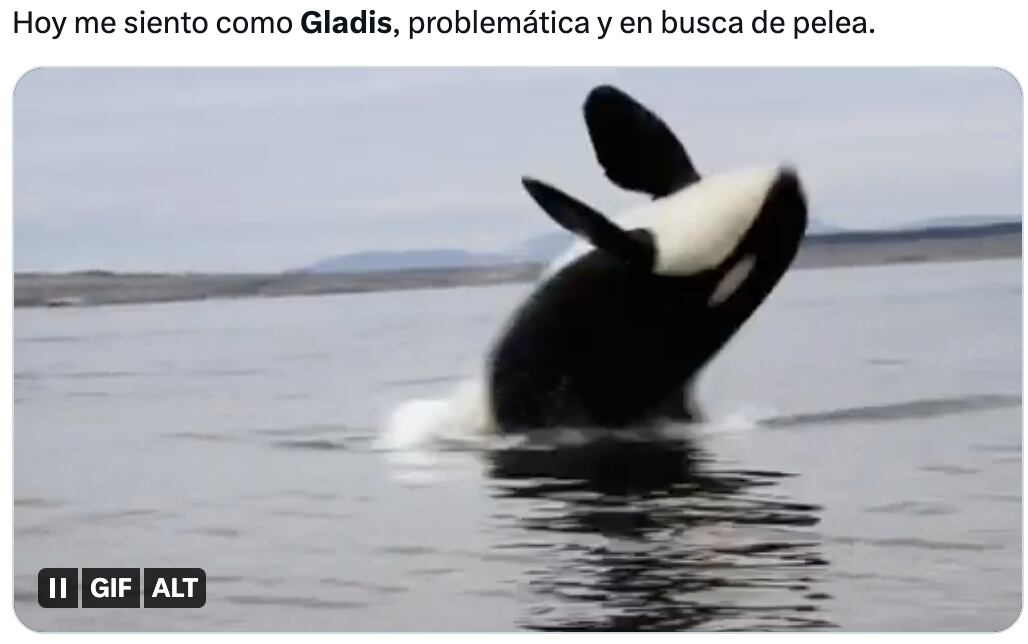Memes de Gladis, la orca asesina