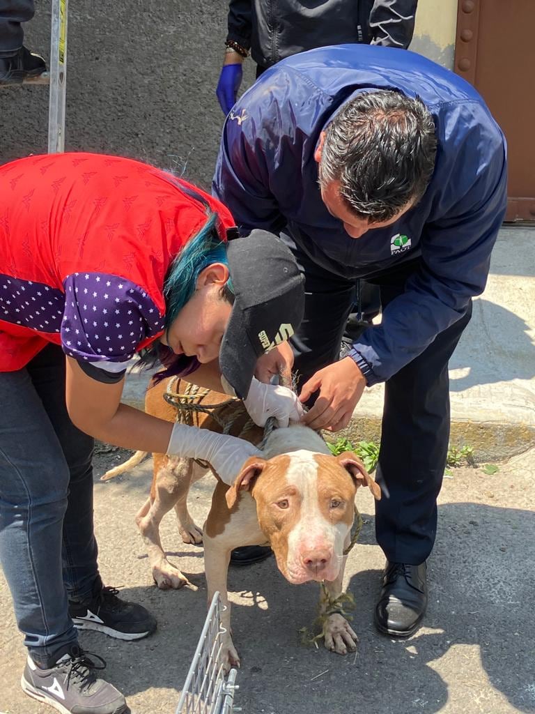 Rescatan a 12 perritos abandonados en Iztapalapa