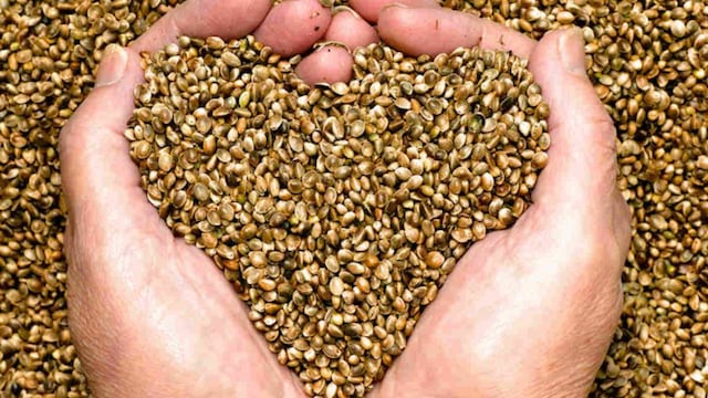 Su consumo constante te ayudará a quemar grasas, entre otras cosas.