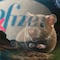 Falso: Pfizer no desarrolla una vacuna contra el hantavirus