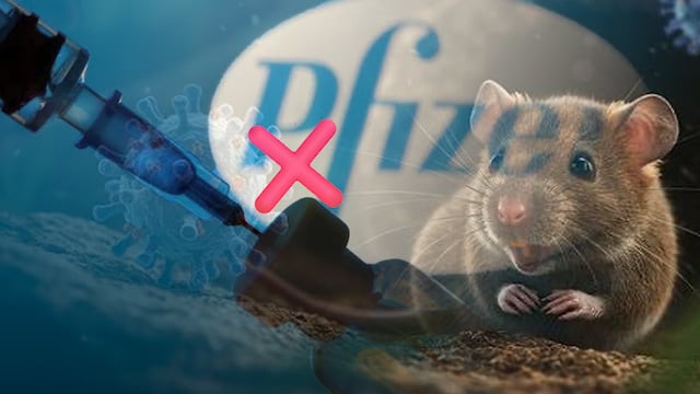 Falso: Pfizer no desarrolla una vacuna contra el hantavirus