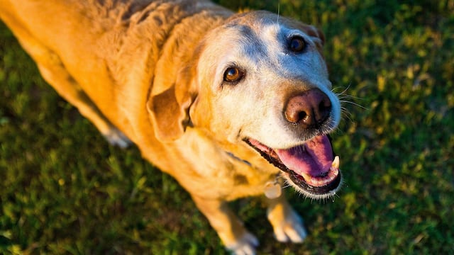 Perro con canas