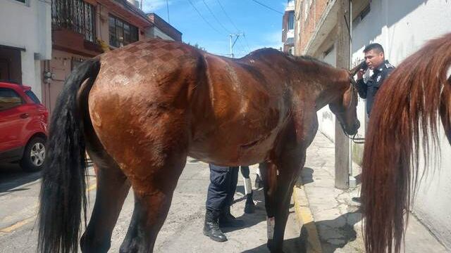 Uno de los caballos fue embestido por un taxi.
