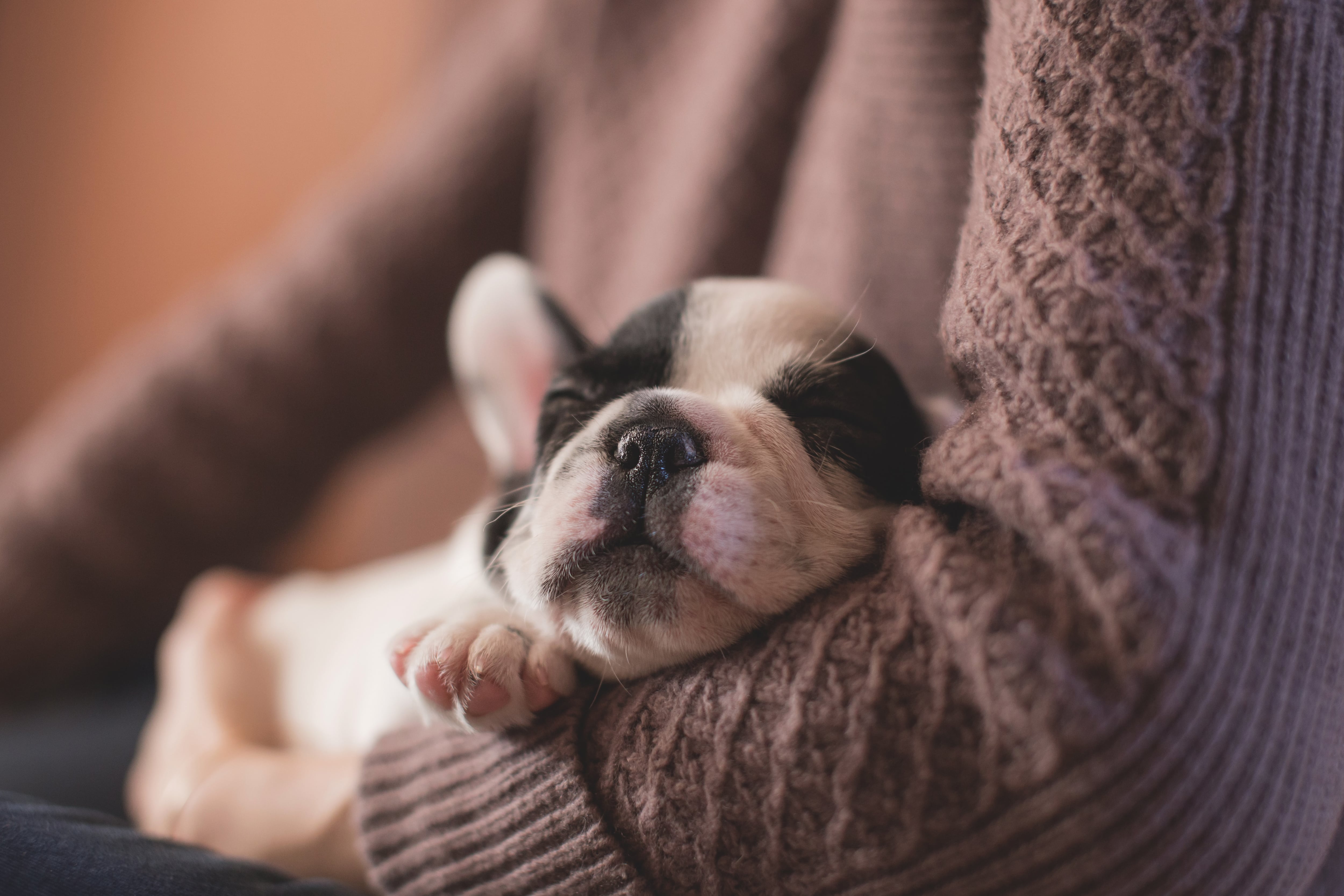 Cada día tu cachorro crece sin que te des cuenta