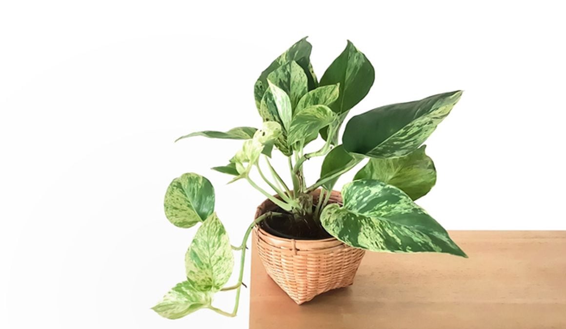 Plantas que harán que tu casa esté fresca de manera natural