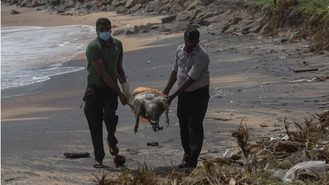 Cientos de tortugas mueren tras incendio de barco en Sri Lanka
