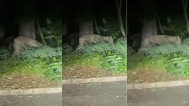 León anda suelto en calles de Berlín, Alemania