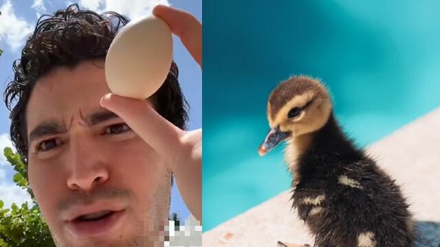 ¿Existen los "patogallina"? En TikTok se hacen virales