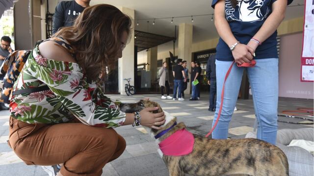 Encuentran vínculo entre tener un perro y mejor salud cardíaca.