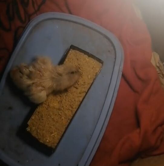 Una familia compró una docena de huevo y les salió con todo y pollito