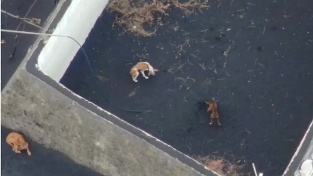 Perros atrapados en La Palma