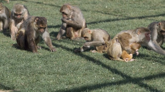 Monos sueltos en Carolina del Norte