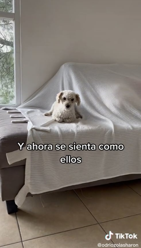 Perro sentado como gato
