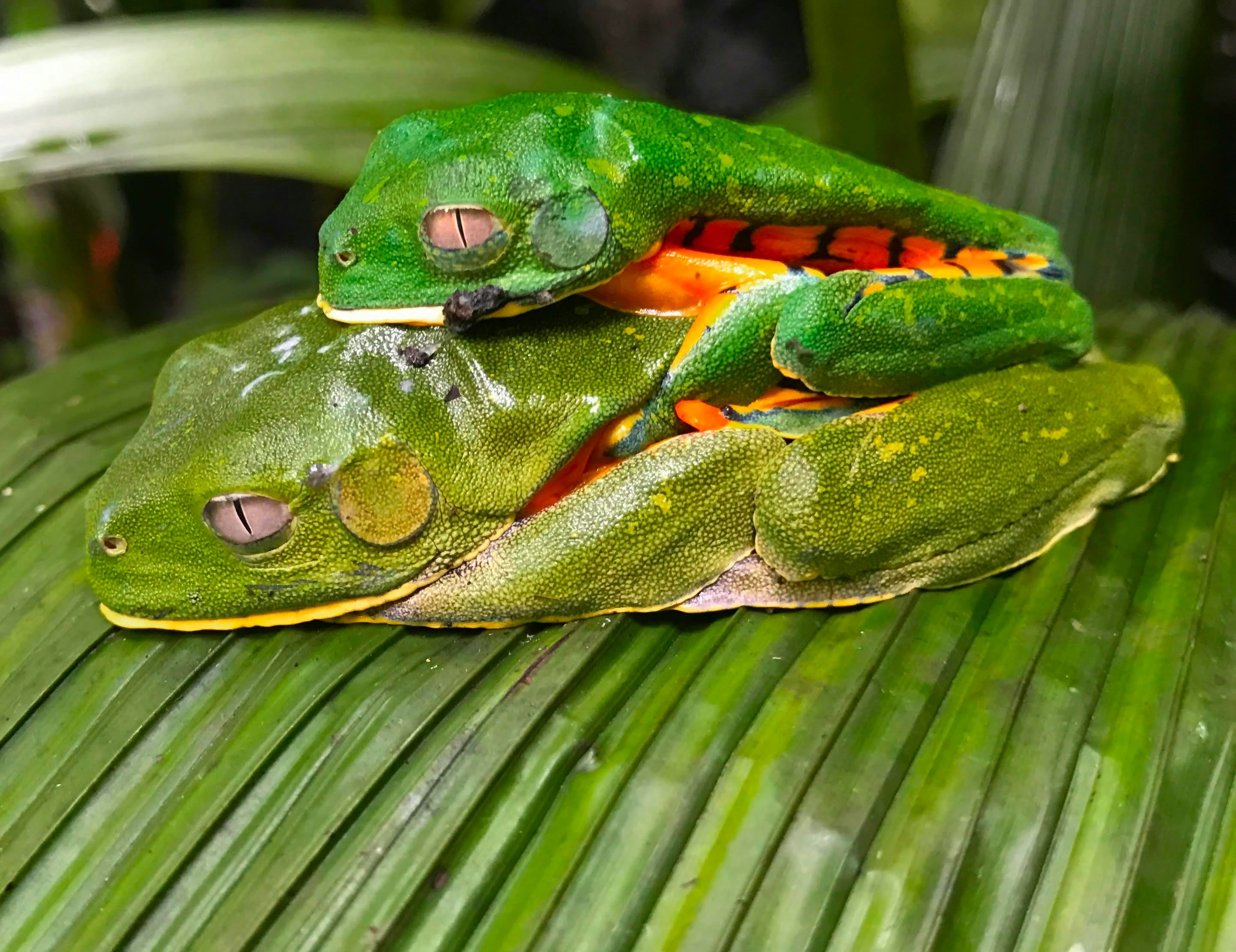 Este 28 de abril es el Día Internacional para la Conservación de los Anfibios