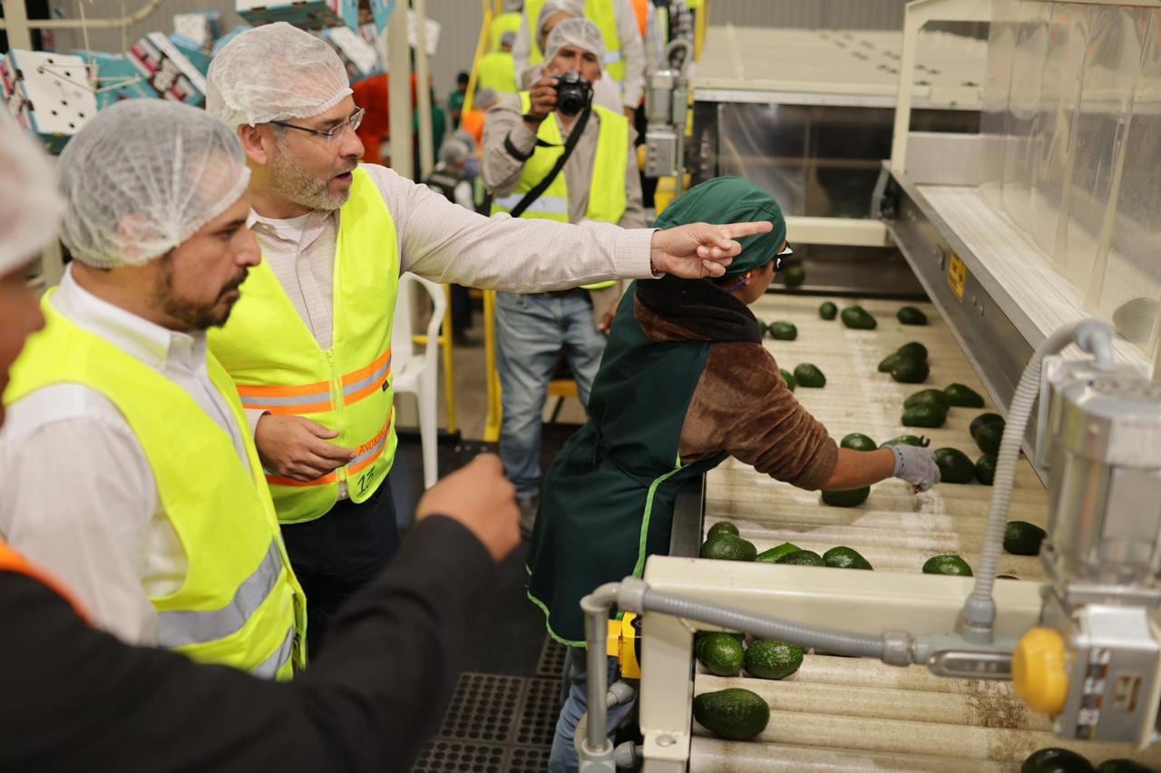 Aguacate michoacano conquista el Super Bowl LX con exportación récord a EU