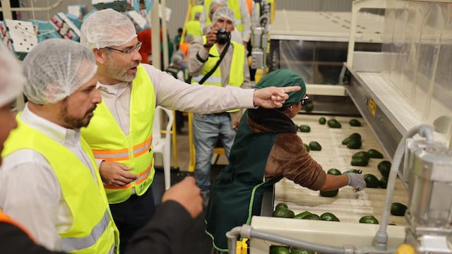 Aguacate michoacano conquista el Super Bowl LX con exportación récord a EU