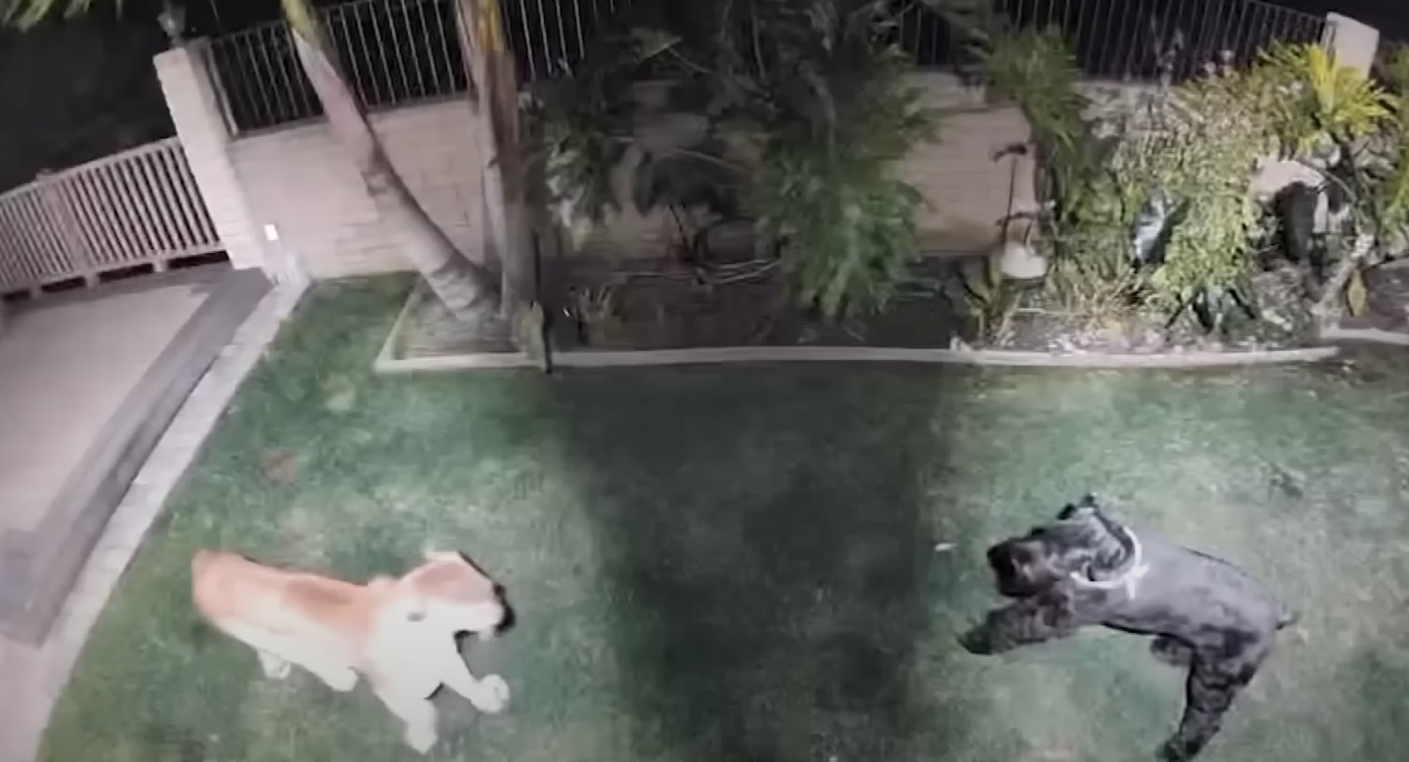 Puma ataca a perrita