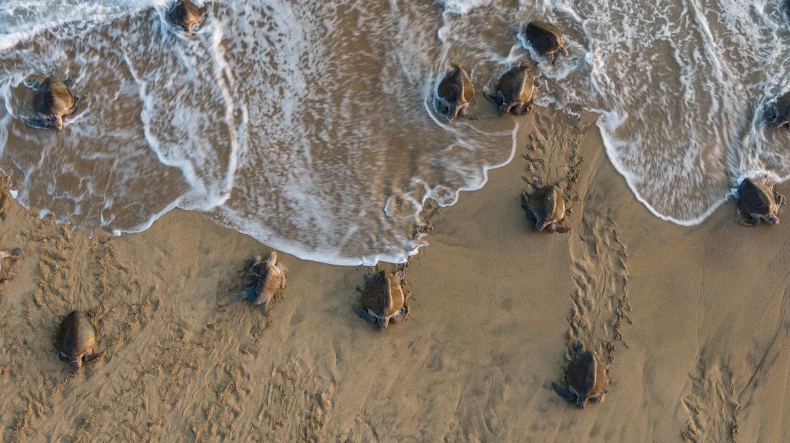 Tortugas en Playa Escobilla