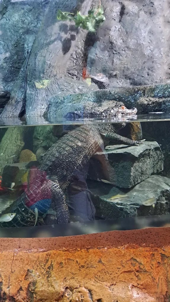 Cocodrilo Herpetario Zoológico de Chapultepec