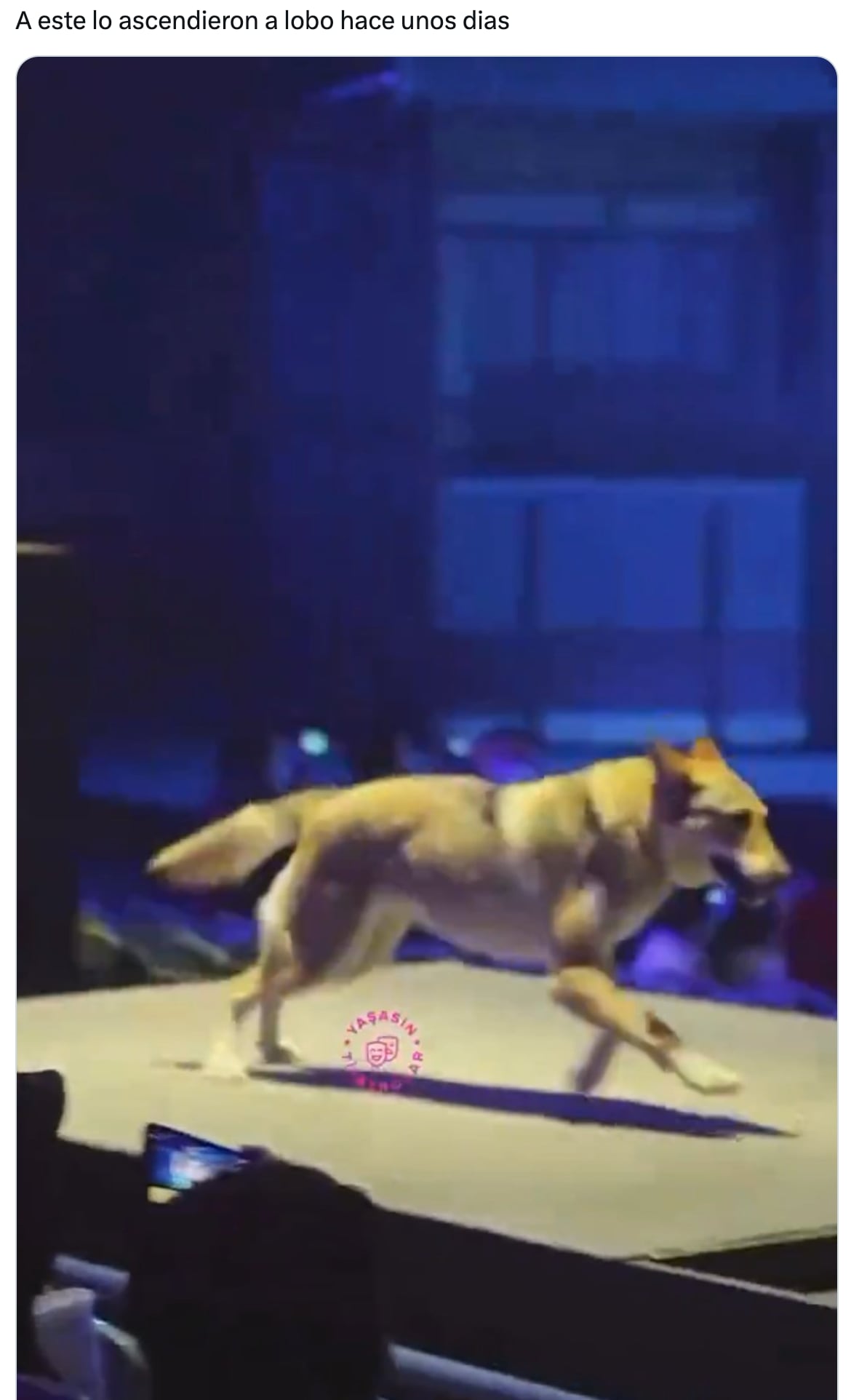 Lobo de obra de teatro en China