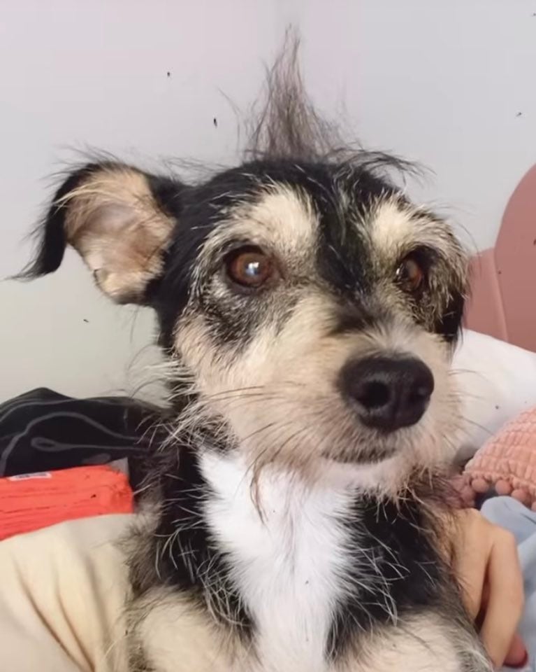 Tiko, perrito de Daniela Rodrice.