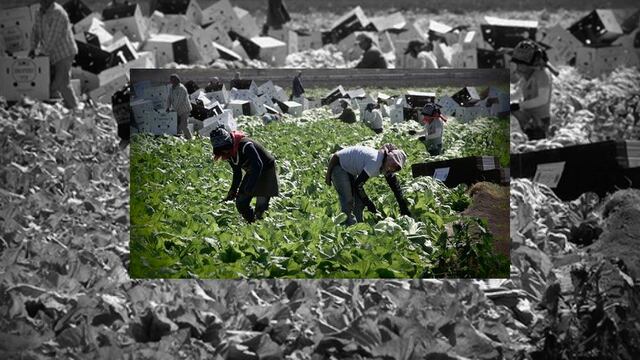 Jornaleros en Baja California. Injusticia laboral.