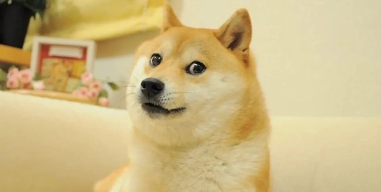 ¿Quién fue Kabosu? Doge, la perrita de los memes que inspiró una criptomoneda murió a los 17 años de edad