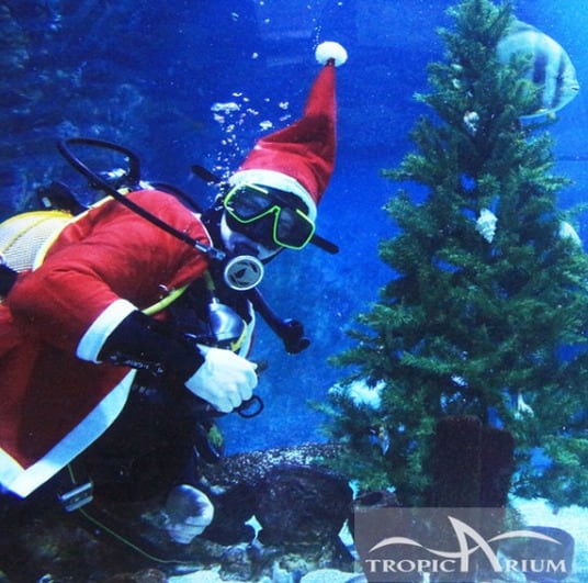 Acuario Tropicarium, Navidad