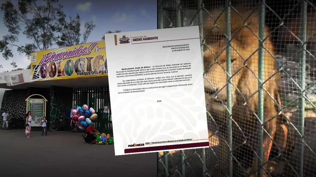 Gobierno de Nezahualcóyotl responde a denuncias por león en Zoológico Parque del Pueblo