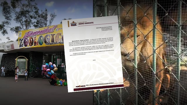 Gobierno de Nezahualcóyotl responde a denuncias por león en Zoológico Parque del Pueblo